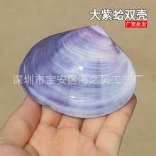 天然海螺紫色贝壳 双壳紫蛤 鱼缸水族造景 家居摆件 创意礼物批发