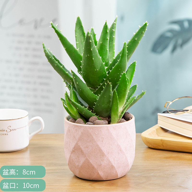 Night city aloe q white diamond maca ceramic pot comes with fertilizer