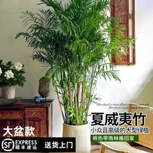 �������Ӵ�������������w�辰���ԾGֲ�͏d�҃ȃ�ֲ���Pβ��Ҭ��