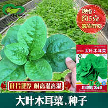 大叶木耳菜种子 农田菜地种植叶片肥厚大叶木耳菜