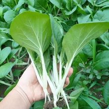 四季甜脆小白菜种子口水甜白梗白菜速生青菜脆甜可口产量高蔬菜籽