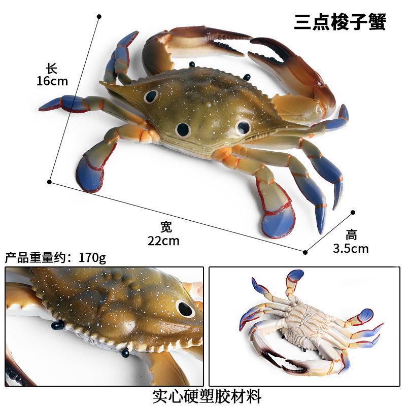 M-1298三点梭子蟹