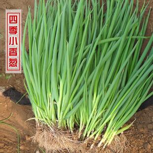 Four Seasons Chive Seeds, Authentic Old Variety Chive Seeds, Local Green Onion Seeds, Balcony Potted Vegetable Green Onion Seeds