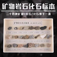 �V����ʯ��ʯ�˱� 24�N��ʯ��ʯ С�W�ƌW���� ����չʾ�̌W�x��