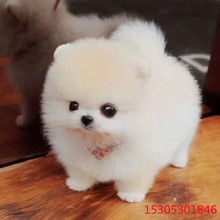 博美茶杯犬價格 博美茶杯犬價格批發 促銷價格 產地貨源 阿里巴巴