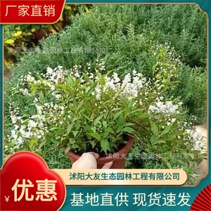 Bingsheng Ying Shuliang Branch Ярко-зеленый Lonicera japonica Base Оптовая продажа Сорта самостоятельного производства в комплекте