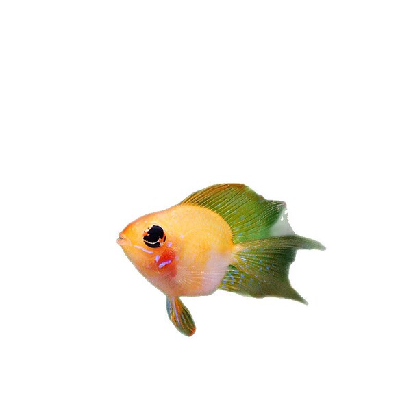 Jinbo Ziyu Live Pikachu Short Sea Phoenix Fish Freshwater Small…