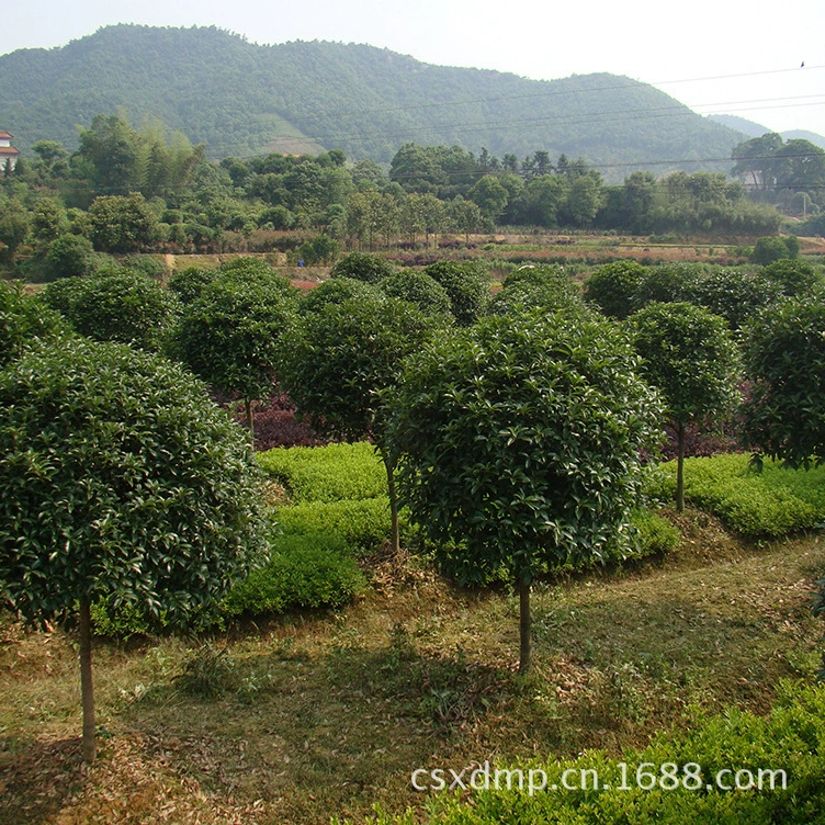 Оптовая продажа 5cm DanGui чистого качества, большое красное цветочное дерево османтуса, поставляемое напрямую из питомника Changsha Xingde