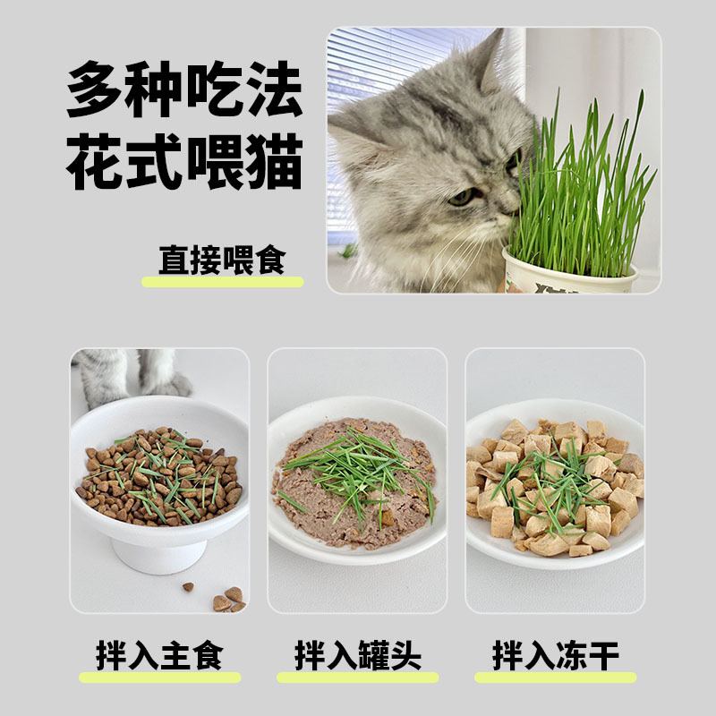 Wholesale Cat Grass Seeds Hydroponic Soilless Cat Grass Seeds Hair Removal Ball Cat Snacks Individually Packaged Seeds
