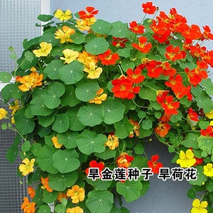 ���羳��؛������ɏ���N�Ӻ��ɻ���ɏ���҃��̨�����^��ֲ��N��