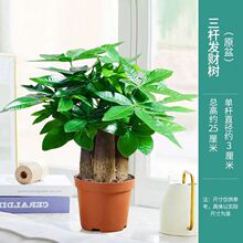 发财树盆栽室内绿植四季花卉办公室招财桌面植物防辐射盆景发财树