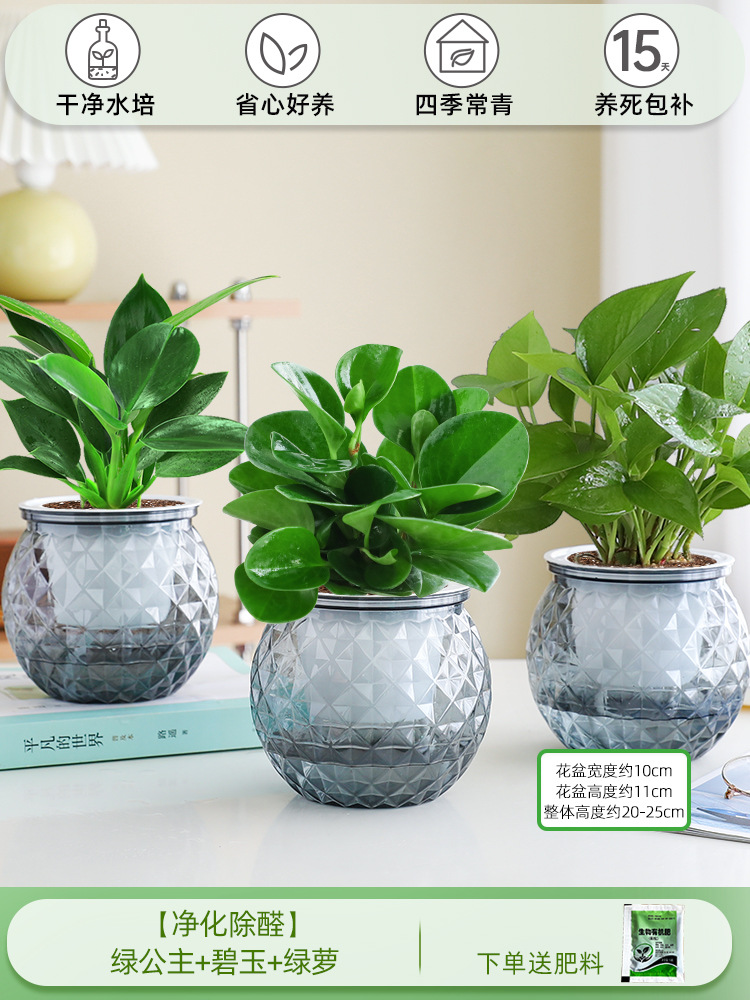 [정화 및 알데히드 제거] 그린 프린세스 + 재스퍼 + 포토스