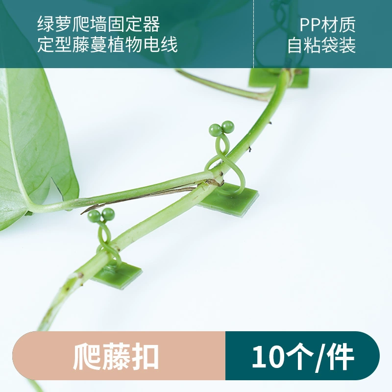 Восхождение на виноградную лозу с фиксированной пряжкой