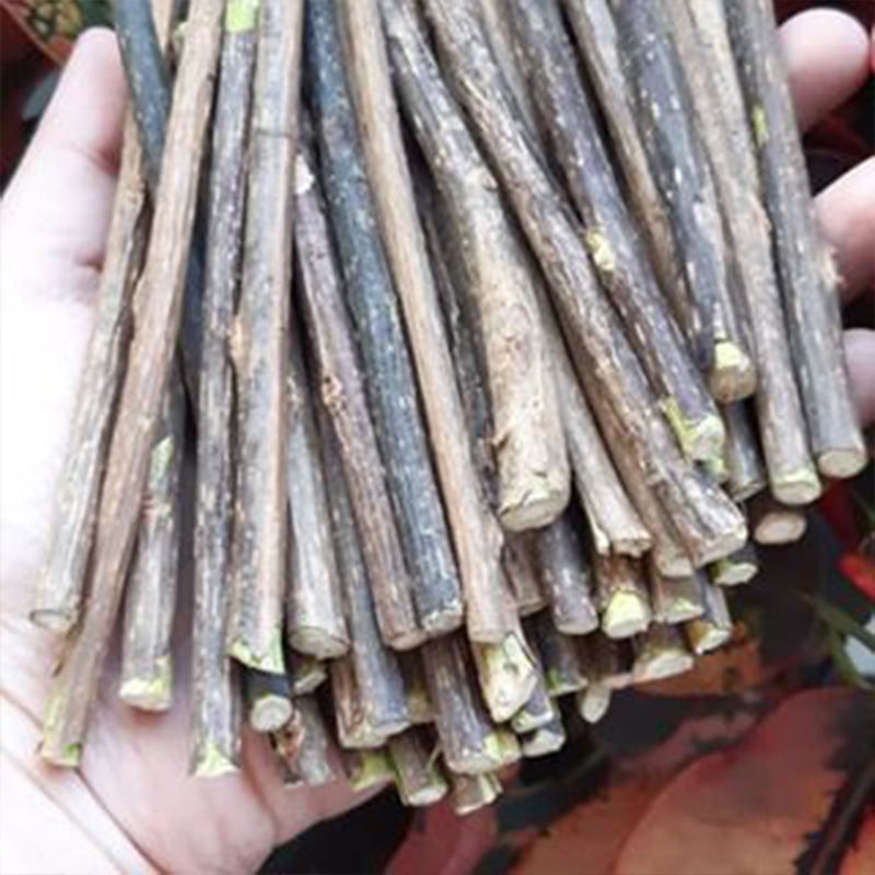 Spot wholesale Polygonum Kumissima Stick cat bite toy Polygonum Kumissima molars Stick Silvervine Stick