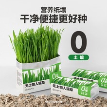 网易严选猫草无土盆栽化毛草种子非已种好懒人幼猫猫咪零食用品