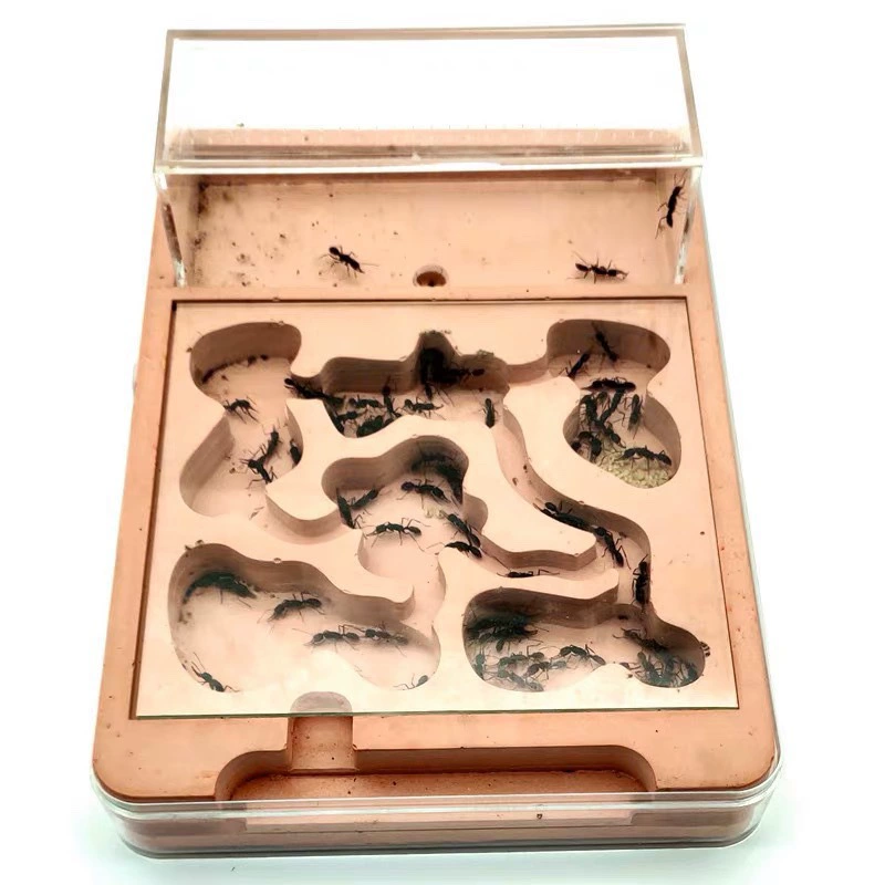 Pet ant plaster nest ant workshop ant farm castle nest nest base strain