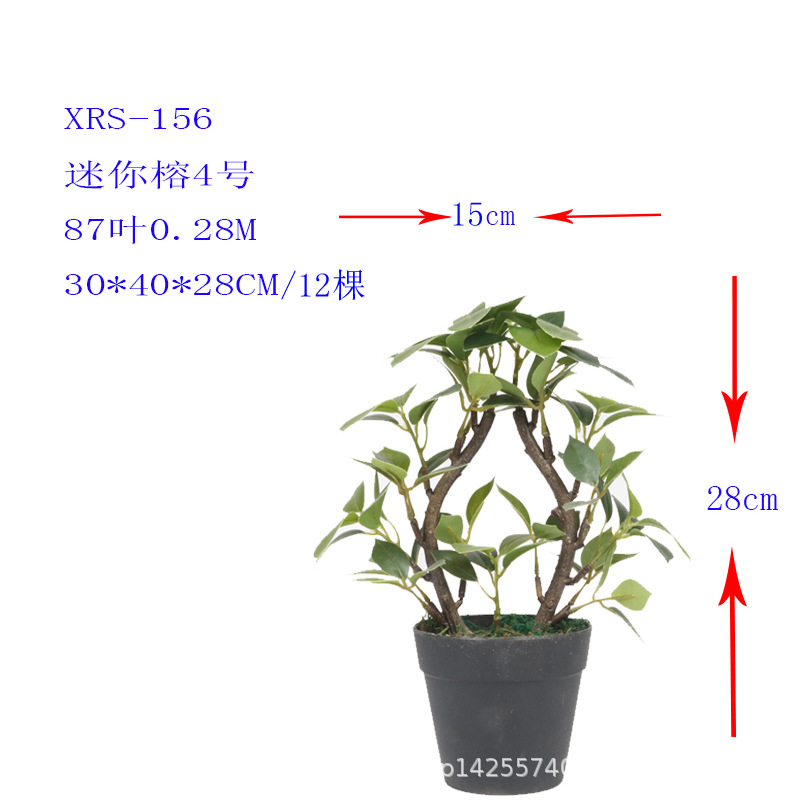 XRS-156 迷你榕叶4号盆栽87叶0.28米.jpg