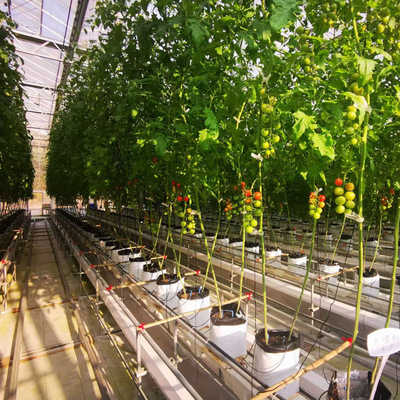 全新园林花卉生长基质袋黑色栽培袋growbag育苗袋番茄草莓种植袋|ru