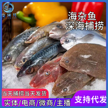 新鲜海杂鱼带鱼鲳鱼小黄鱼冷冻海鲜龙利鱼海鳗鱼米鱼马鲛鱼整箱