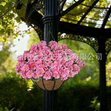 �羳�������ÿ����@���滨�b��Ļ��ٻ�ʯ�񻨵������ͥԺ��Y