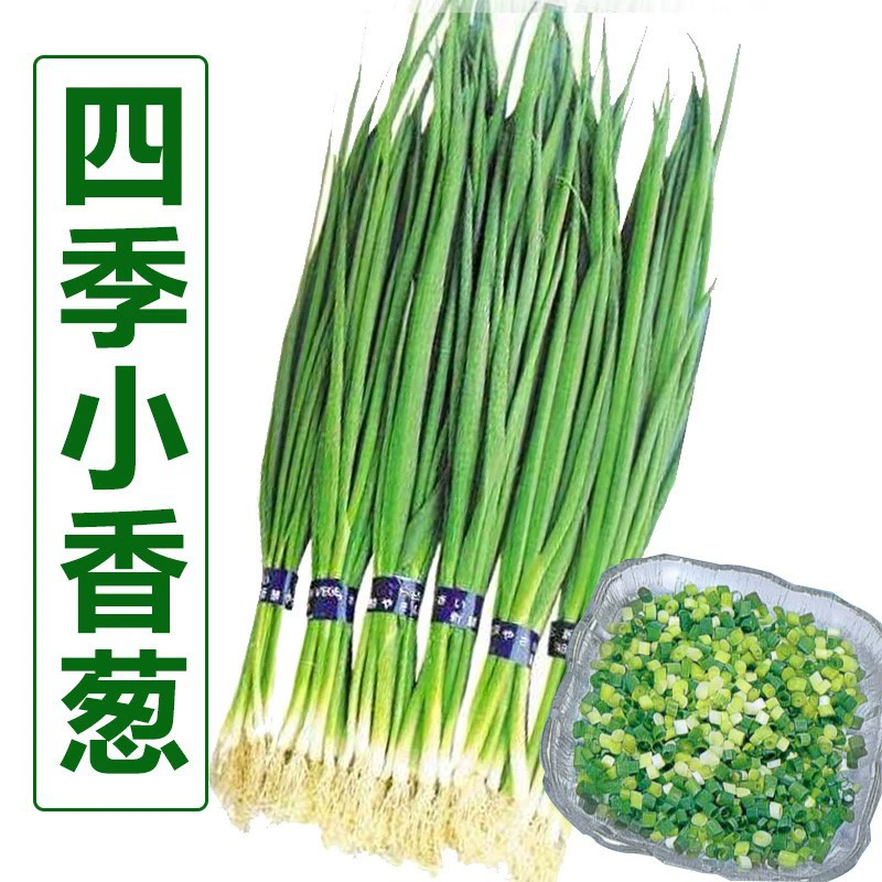 Four Seasons Chive Семена Балкон Комнатные цветы Семена шалота в горшке Четыре сезона Посевные фермы Семена овощей