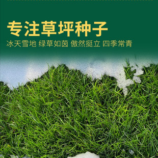 Manufacturer Wholesale Courtyard Greening All-Season Green Lawn Grass Seeds All-Season Evergreen Slope Protection Summer Heat-Resistant and Trample-Resistant