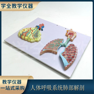 Human respiratory system Lung anatomy Alveolar tissue Nose Oral respiratory tract structure Enlarged relief medical model