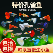 ��ȸ�~���~�^�p�~���NС�͟Ꭷ�~���w��ˮ���B�ͻ��~���^�p�~С�~