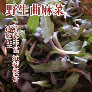 �t����˷N���ݴ����＾Ұ������ѿ�ͺ��̨����������ļ��N��