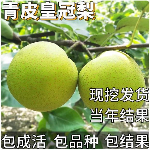 青皮皇冠梨树苗南北方庭院耐寒特大号果苗盆栽嫁接酥脆梨当年结果