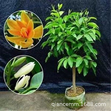浓香花卉白兰花盆栽花苗白兰苗缅桂花黄兰办公室内客厅大型绿植物