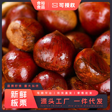 丹东板栗新鲜板栗带壳当季水果新鲜整箱野生锥栗生栗子板栗仁大果