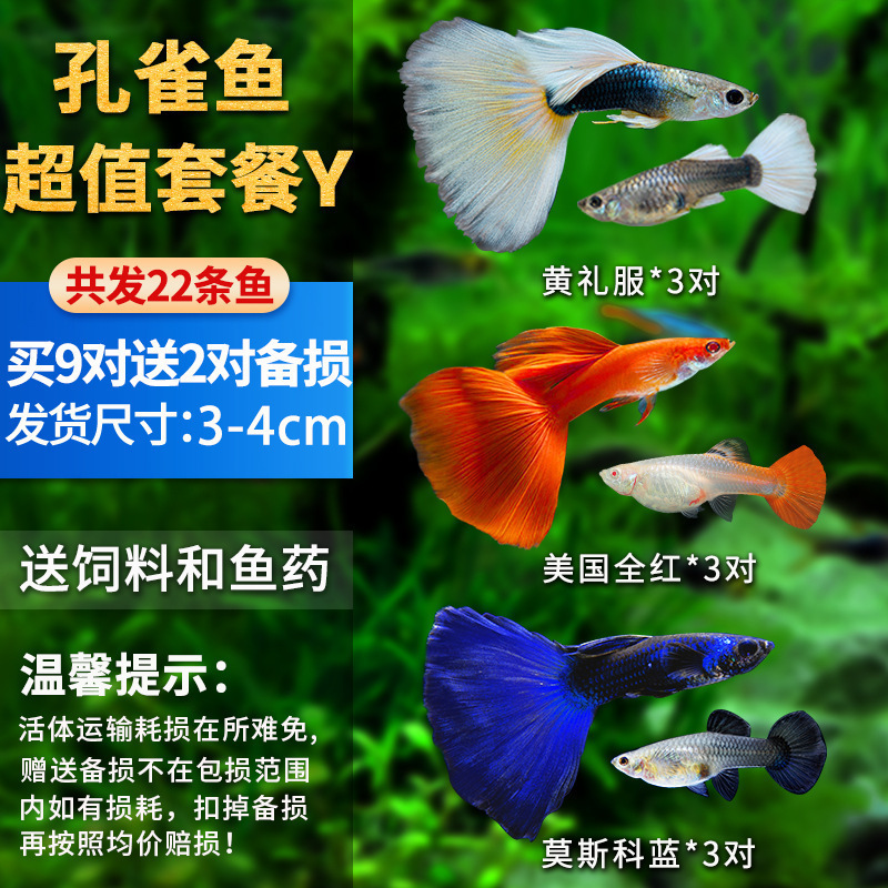 孔雀鱼精品小鱼缸观赏鱼好养耐活热带鱼活鱼天空蓝小型小鱼苗|undefined