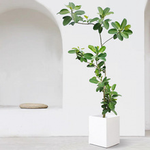 孟加拉榕造型飘枝盆栽大型绿植简约百搭榕树室内客厅落地净化空气