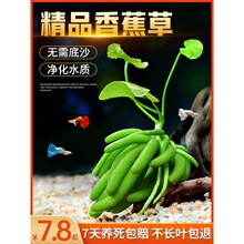 �M�ڽY���㽶��ˮ�ݻ��wˮ���~�����~����ǰ���o��Nֲ�������B��