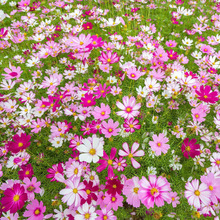 l˹շNӸɣļ׷Nl幫@^pܻ