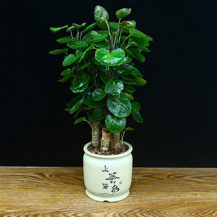 Large Potted Indoor Plant for Living Room or Office, Money Tree with Round Leaves, Good Plant for Prosperity