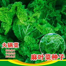 偰ײ˷N~o߮a＾A\~ײ߲˷N