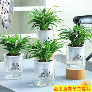 110 # Chlorophytum Potted Plants Wholesale Phnom Penh Chlorophytum Golden Heart Green Plant Florals Purify Air Formaldehyde Absorbing Green Plant Small Potted Plant
