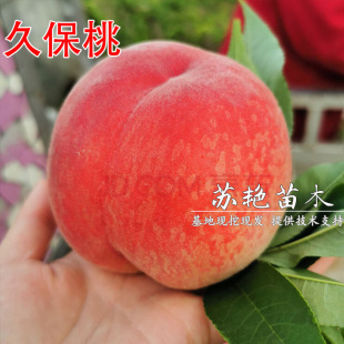 ����ƽ�ȴ��� ˮ���Ҙ��� �ñ�����9̖���ӹ���޽����ϱ����Nֲ