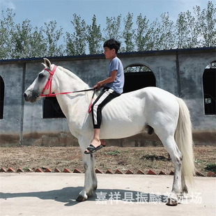 �㽭��Ѫ�R�Bֳ����Ѫ�R�Bֳ���������T���R ���^���R �Rƥ�r��