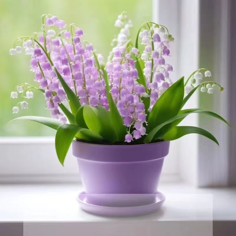 Ahora excave un perfume de alta calidad, lirio de los valles, alta tasa de supervivencia, balcón con brotes, patio interior, bueno para alimentar las plantas verdes que florecen en todas las estaciones