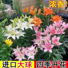 重瓣香水百合花种球浓香四季开花荷兰进口耐寒盆栽多年生庭院花卉