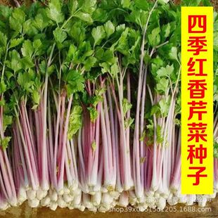 �������۷N�Ӽt�۲˷N����ɫ�������߲��̨�ѷN��ζ�⼚�۲˷N��