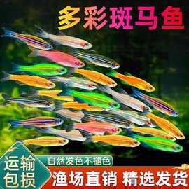 观赏鱼七彩糖果斑马鱼小鱼热带鱼淡水鱼新手好养耐活入门鱼直销