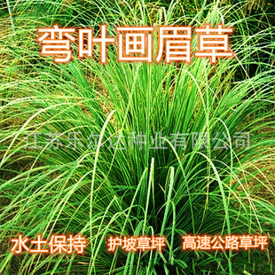 Wholesale Lawn Grass, Curved-Leaf Thrush Grass, Slope Protection Lawn, Resistant to Soil, Moisture and Drought, River Bank Greening and Embankment Protection Grass