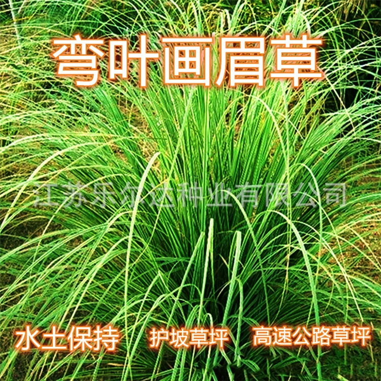 Оптовая Газон Трава Изогнутые Листья Эйфория Защита Наклона Газон Бесплодие Устойчивый Засухостойкий Берег Реки Озеленение Набережная Трава