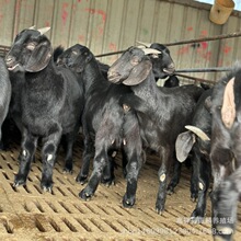 ��ɽ���^̥����ĸ����� ��ɽ�����N�������u �_��С���