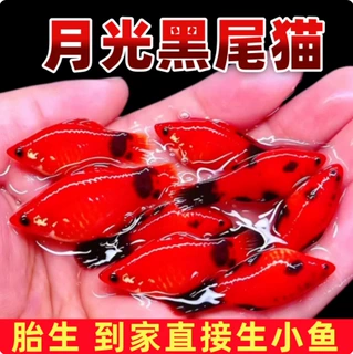 精品观赏鱼胎生鱼黑尾猫月光米奇热带淡水鱼好养耐活到家生小鱼