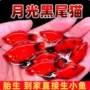月光精品热带米奇观赏鱼
